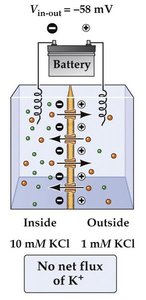 Battery controls membrane potential