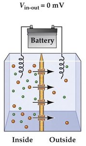 Battery controls membrane potential