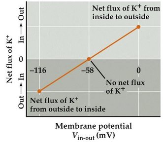 Plot of ion flux vs membrane potential