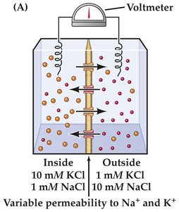 Scenario: only K+ permeability