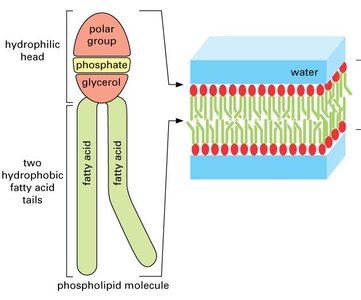 Phospholipid bilayer structure