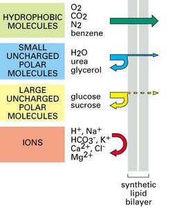 Membrane permeability to different molecules