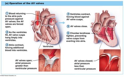 Valve Operation Anatomy & Physiology Cardiovascular System Study Guide | Notes