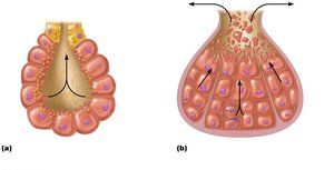 Chief modes of secretion in human exocrine glands