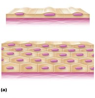 Classification of epithelia: simple and stratified