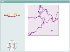 Simple squamous epithelium