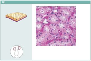 Simple cuboidal epithelium