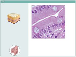Simple columnar epithelium