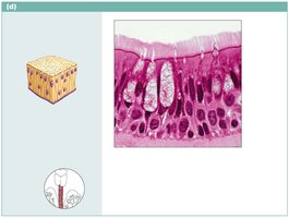 Pseudostratified columnar epithelium