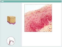 Stratified squamous epithelium
