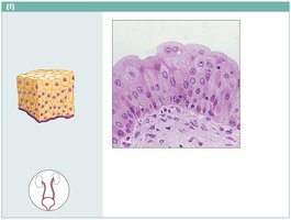 Transitional epithelium