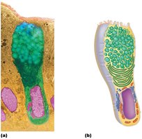 Goblet cell (unicellular exocrine gland)