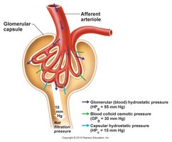 Forces involved in glomerular filtration