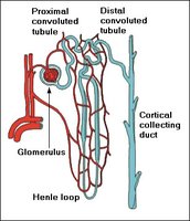 Sodium and water reabsorption in the nephron