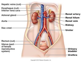 Anatomy of the urinary system showing kidneys, ureters, bladder, and urethra
