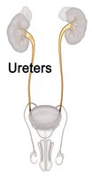 Ureters connecting kidneys to bladder