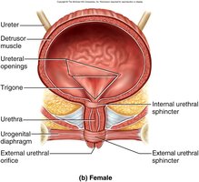 Bladder anatomy with trigone and sphincters