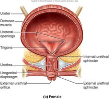 Male and female urethra comparison