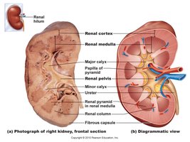 Frontal section of the kidney showing cortex, medulla, pyramids, and calyces
