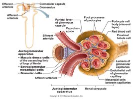 Renal corpuscle and filtration membrane structure