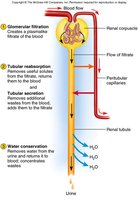 Overview of urine formation: filtration, reabsorption, secretion, water conservation