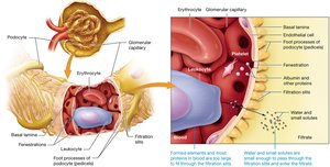 Structure of the glomerular filtration membrane