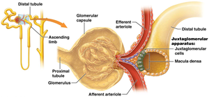 Tubuloglomerular feedback mechanism