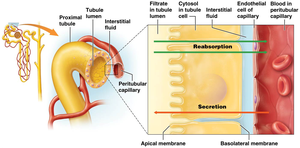 Diagram of filtration, reabsorption, and secretion in the nephron