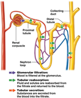 Urine formation and flow through nephron