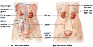 Anatomy of the urinary system: anterior and posterior views