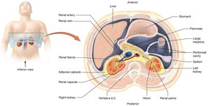 External anatomy of the kidney and surrounding structures