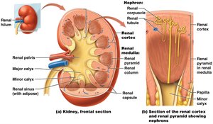 Internal anatomy of the kidney, showing cortex, medulla, calyces, and pelvis