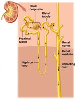 Structure of a nephron: renal corpuscle, tubules, and collecting duct