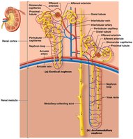 Comparison of cortical and juxtamedullary nephrons