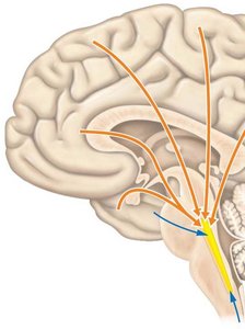 Diagram of the limbic system and its components