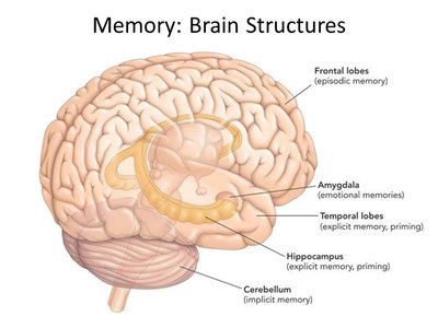 Diagram showing the reticular formation in the brainstem