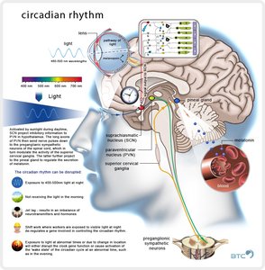 Diagram of circadian rhythm and sleep regulation