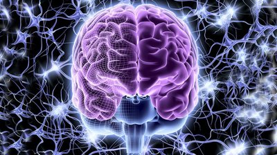 Diagram of the meninges and protective layers of the brain