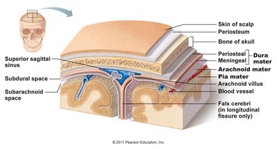 Cross-section of the meninges and associated structures
