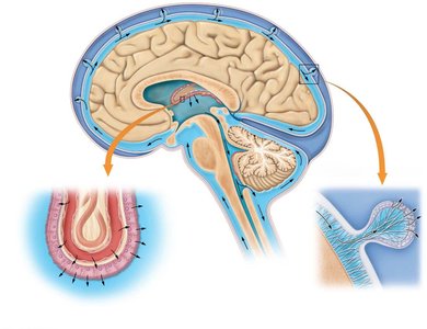 Diagram of CSF circulation in the brain and spinal cord