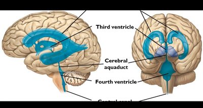 Diagram of the ventricular system and CSF flow