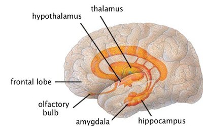 Sagittal section of the brain showing thalamus, hypothalamus, and limbic structures