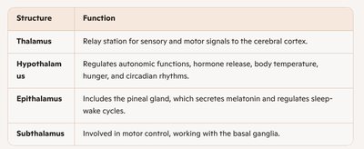 Table of diencephalon structures and functions
