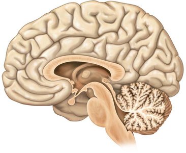 Sagittal section of the brain showing the cerebellum