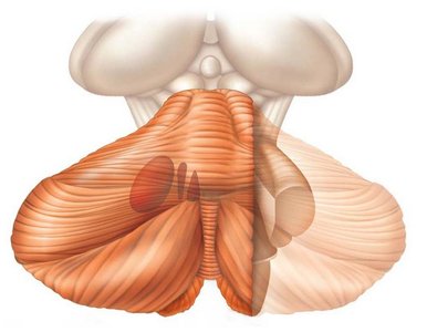 Inferior view of the cerebellum showing the vermis and hemispheres