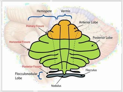 Diagram of the cerebellum showing lobes and fissures