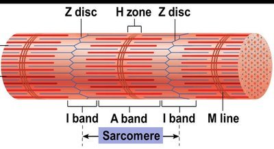 Sarcomere structure with bands and lines