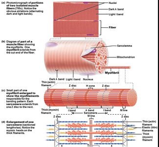 Muscle fiber, myofibril, and sarcomere organization