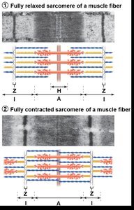 Pathways for ATP generation in muscle