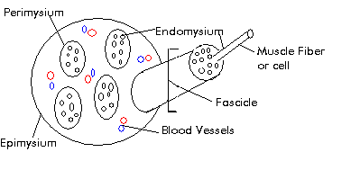 Diagram of muscle tissue layers: epimysium, perimysium, endomysium, fascicle, muscle fiber, blood vessels